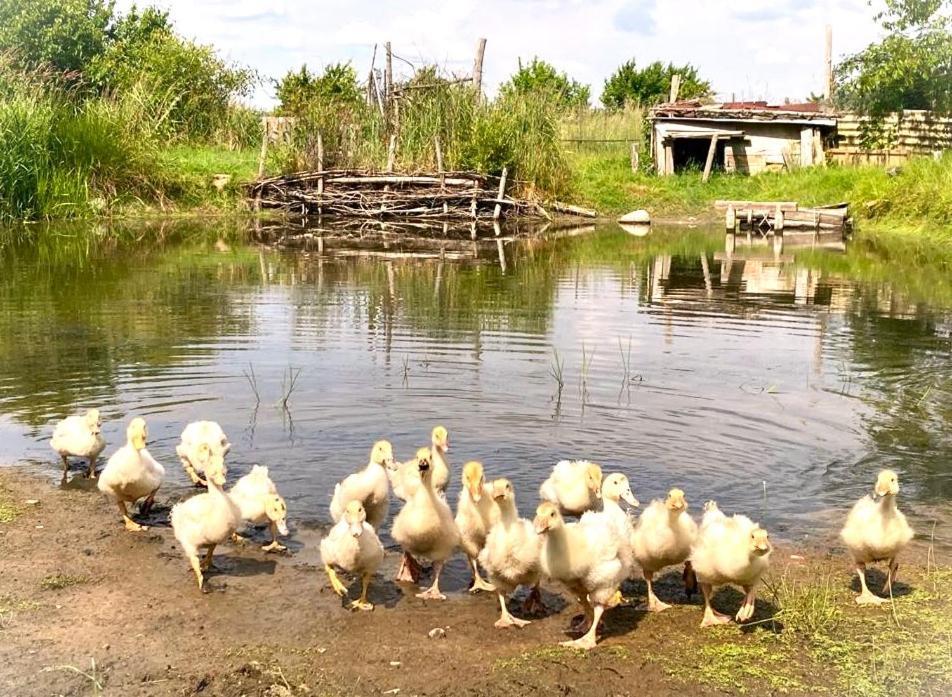 Biohof Am Turawa-See Szczedrzyk Экстерьер фото